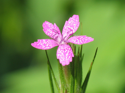 It was so very tiny, yet I`m certain I heard voices singing `Solla Sallew.`