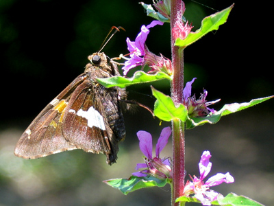 Like June 17th, today was a good bug-shooting day.