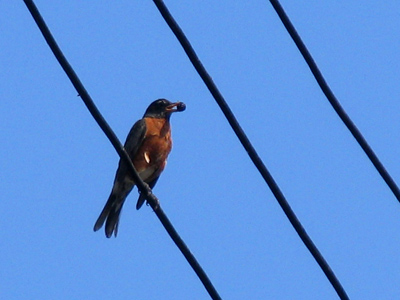 A bird`s diet:  bugs and berries.