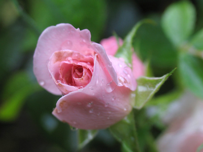 I come to the garden alone, while the dew is still on the roses. C. AUSTIN MILES