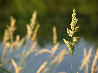 Down by the riverside.