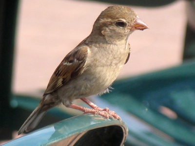 Is it better to live in a cage and get fed, or be free and have to find your own food?