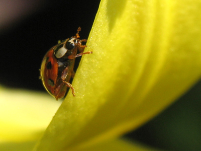 Hey lady! JERRY LEWIS