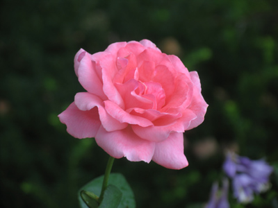 I rose early this morning.