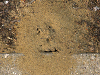 With my new telephoto lens, I can see the face on Mars.