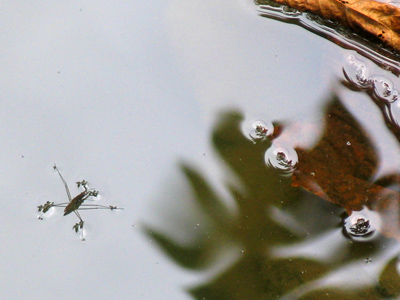 Little does he know that most NORMAL bugs spend their lives on land.