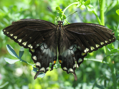 Why did the dairymaid throw the churn? To watch the butter fly.