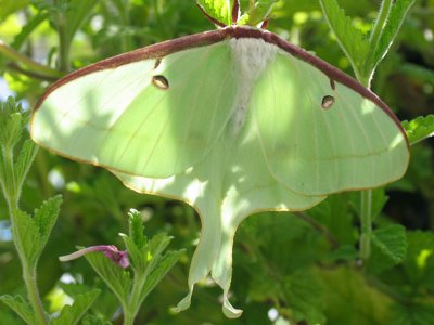 Why couldn`t the butterfly go to the dance? Because it was a moth ball.