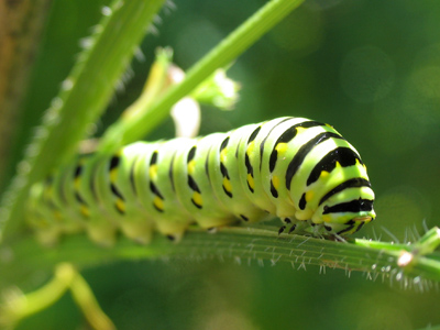 What does a kitten sleep on?  A cat-a-pillow.