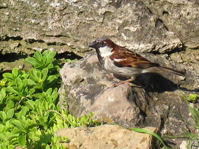 For instance, today ended with five pictures stored on my camera, which have no purpose other than posting here.