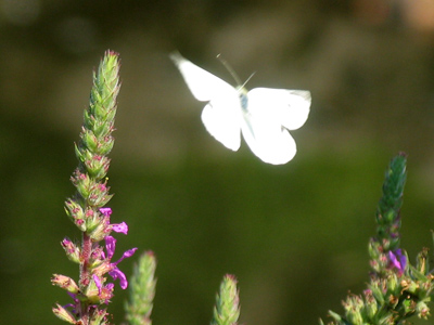 However, I will not stop - yet - because of the many unexpected glories that occur as I fulfil my daily quota.