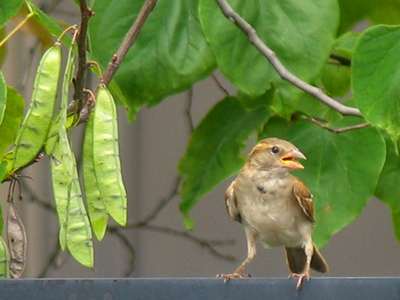 He wouldn`t face the camera, even though I kept saying `Look at the birdie!`