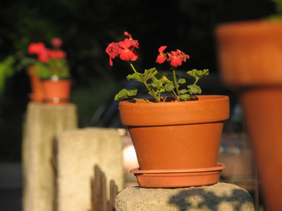 Pot of the morning to you.