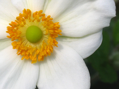 Answer the question `Why are there flowers?` and the answers to all other questions will follow.