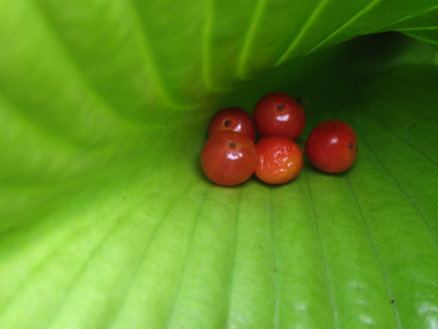 Nearly buried berries.