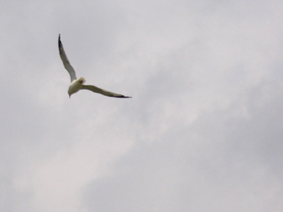 The most popular vehicle at the car show was the gull-wing Mercedes-Benz.