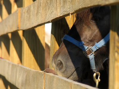 Can I have a pony?  PLEEESE!