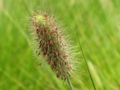 Advice to other photographers:  don`t touch.  Ouch!