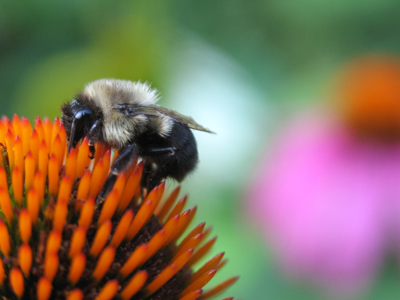 Quantity ensures quality.  I took 21 shots of this bee and flower.