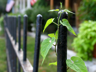 At the corner of Jackson and Green.  Hey -- I should do a photo exhibition all about INTERSECTIONS!