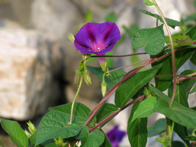 This kind of flower is in its glory during the morning.
