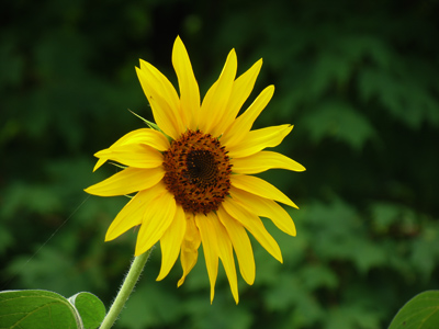 This phase of my photographic development will be remembered as The Time I Discovered Dark.