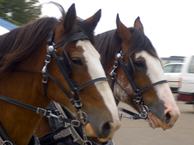 Time for the county fair!