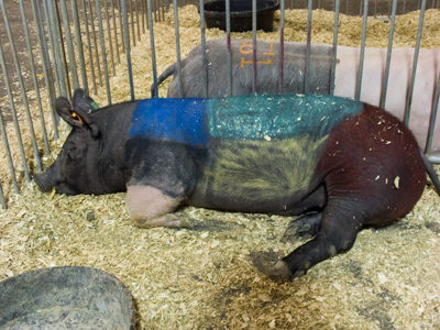 His destiny is clearly marked.