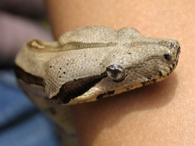 Meet Emerson B. Constrictor.