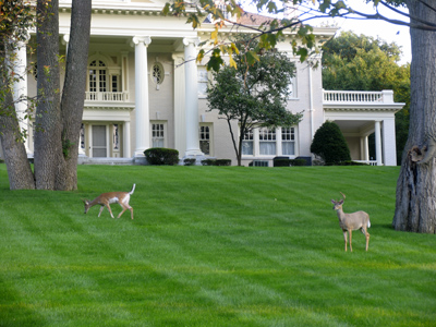 In other communities, you see artificial deer in front yards.  In Oakwood, they settle for nothing less than real deer.