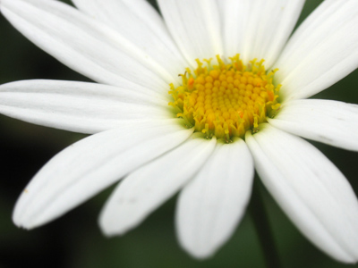 `Why does he keep shooting daisies?`  Because they keep growing.