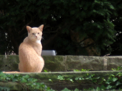 THAT CAT IS YOUR RESPONSIBILITY, NOT MINE!