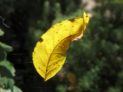 When some people get on the Web, they find it really hard to get off.