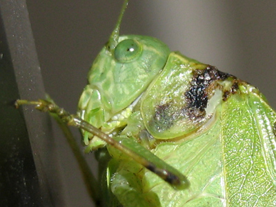 Katydid, but says she didn`t.
