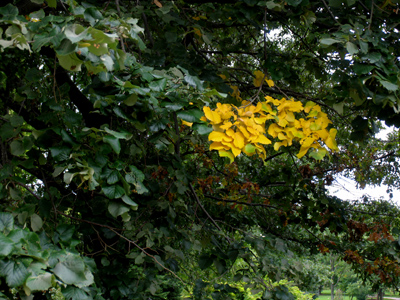 Some regions are beginning to see autumn leaves.