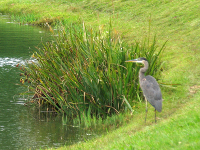 Eating raw fish all the time will put heron your chest.
