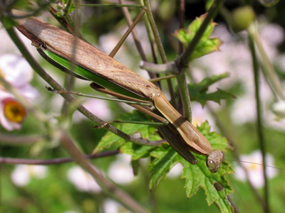 Can you see it?  If not, you might lose your head.