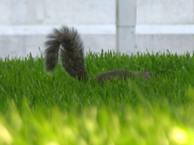 Presumably bright-eyed, definitely bushy-tailed.