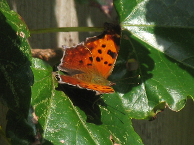 Backyard brilliance.