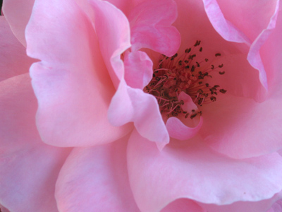 I`ll paint it big and they will be surprised into taking time to look . . . to see what I see of flowers. GEORGIA O`KEEFE