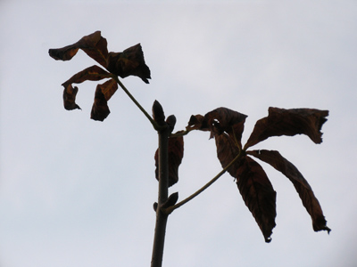 When yellow leaves, or none, or few, do hang Upon those boughs which shake against the cold.  WILLIAM SHAKESPEARE