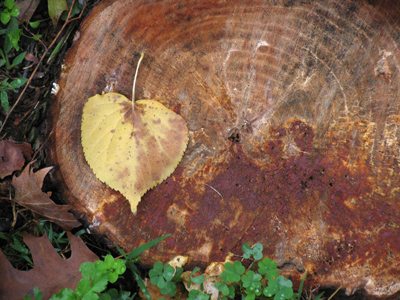 Do you know what kind of leaf that is?  I`m stumped.