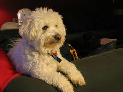 Candy or Casper, I can never tell which.