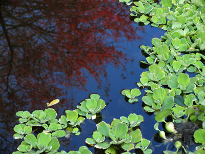 See beyond the pond.
