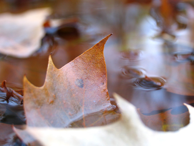Leaf soup.