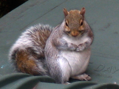In contrast to the Angry Bluebird you may have seen elsewhere on the Web, here we have the Happy Squirrel.