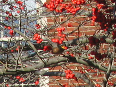 I REALLY wish my zoom lens was working.