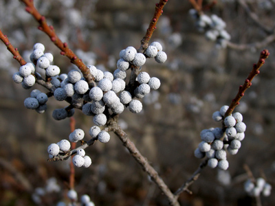 These baby snowballs will grow to throwing size in a few weeks.