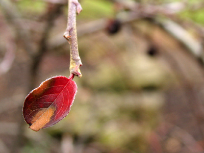 Rejuvenation will come.