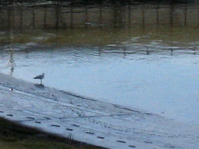 My camera and I are not getting along well right now, but it`s trying.  Check out the little gull footprints.